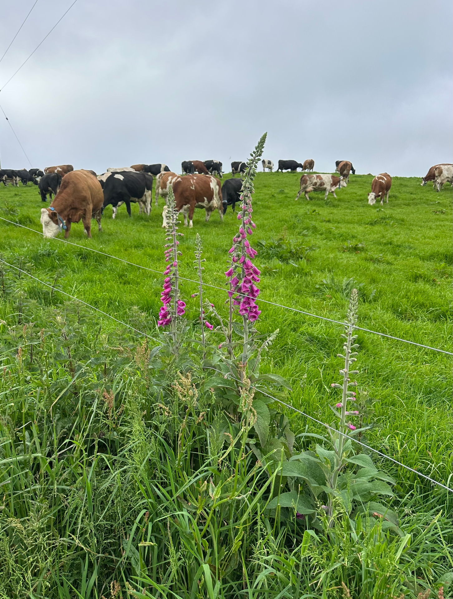 The herd grazing on the Castletownshend headland